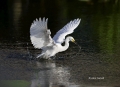 Egret;Egretta-thula;Flight;Snowy-Egret;One;one-animal;avifauna;bird;birds;feathe